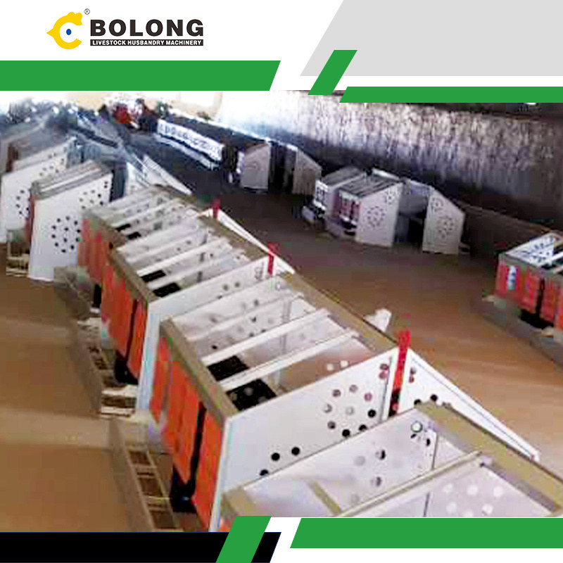 Bolong Automatic Egg Collector: The Future of Egg Farming