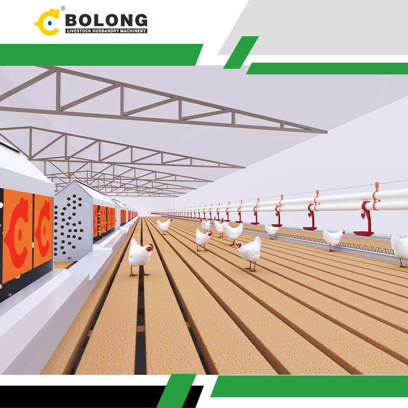 Bolong Automatic Egg Collector: Enhancing Farm Efficiency and Profitability