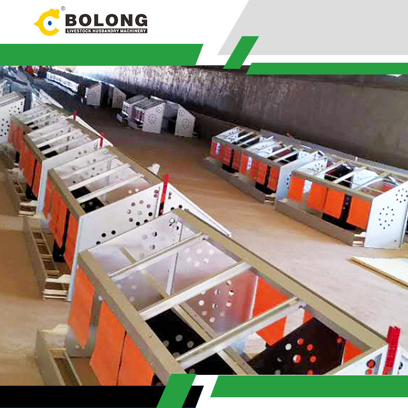 Bolong Automatic Egg Collector: Enhancing Egg Safety and Hygiene