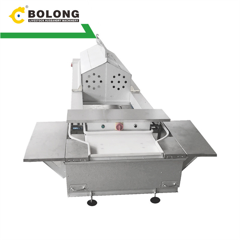 Bolong Automatic Egg Collector: Maximizing Egg Yield and Profitability